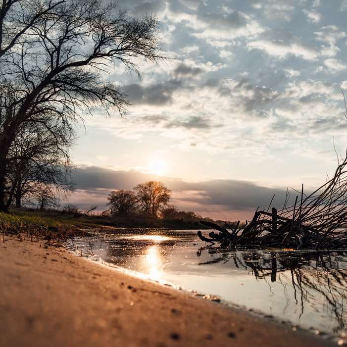 Bezlistne drzewo na wodzie pod zachmurzonym niebem w ciągu dnia puzzle przesuwne online