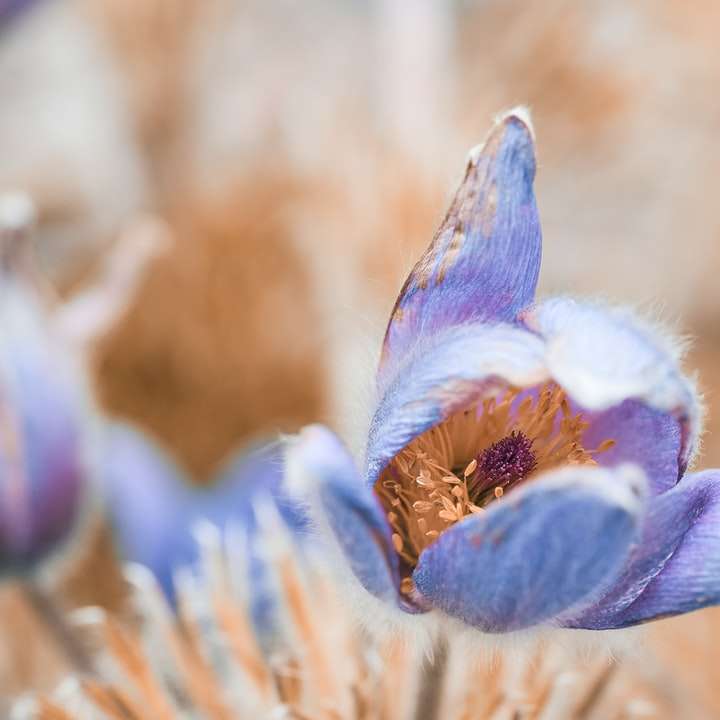 Niebieski i biały kwiat w strzale makro puzzle przesuwne online
