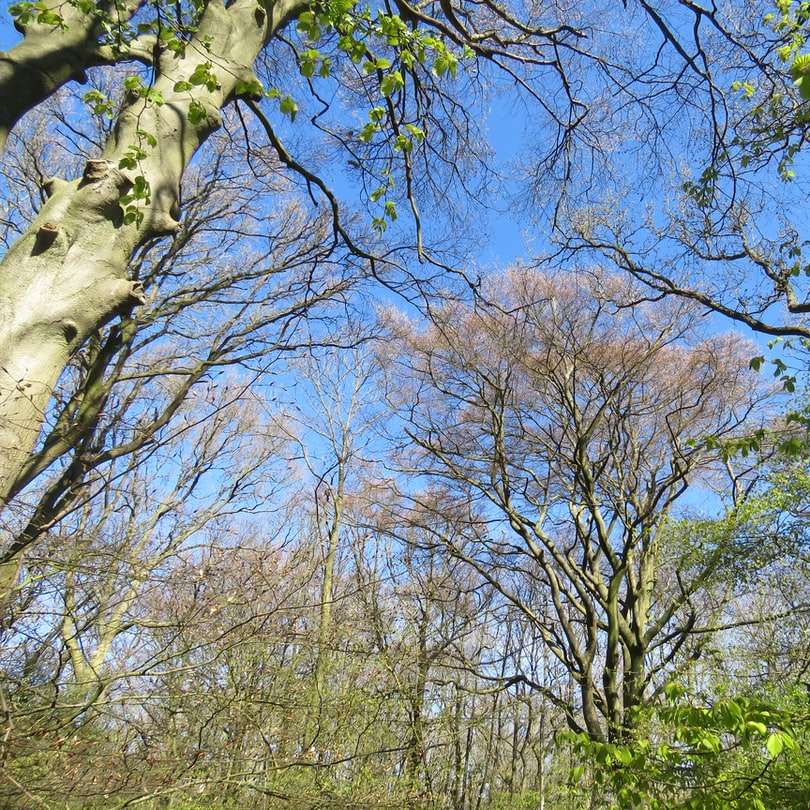 зеленые деревья под голубым небом в дневное время онлайн-пазл