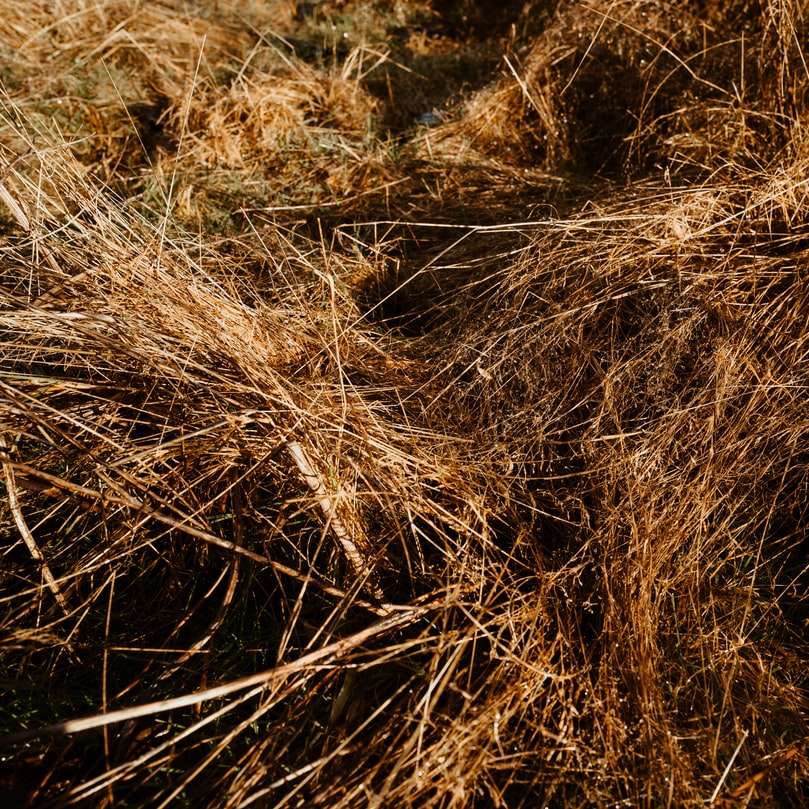 Hnědé travnaté pole během dne online puzzle