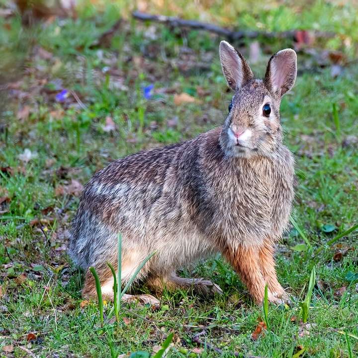 Coniglio marrone sul campo di erba verde durante il giorno puzzle scorrevole online