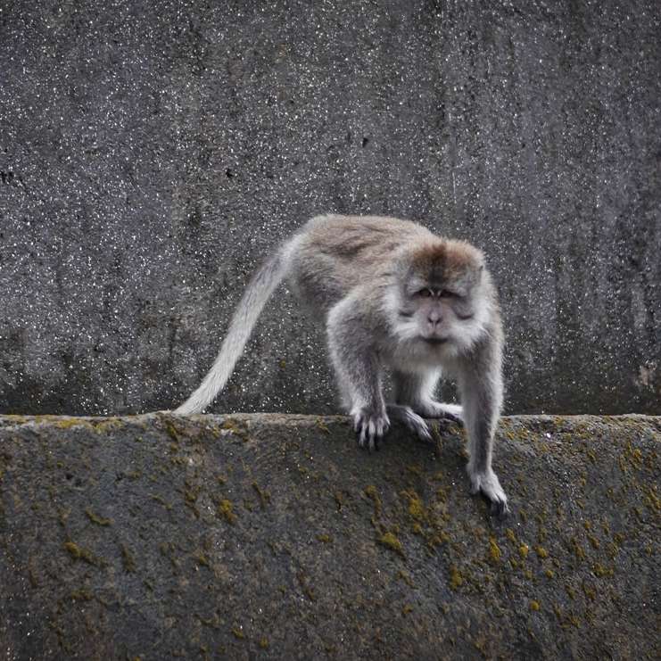 Witte en bruine aap op grijze betonnen muur schuifpuzzel online