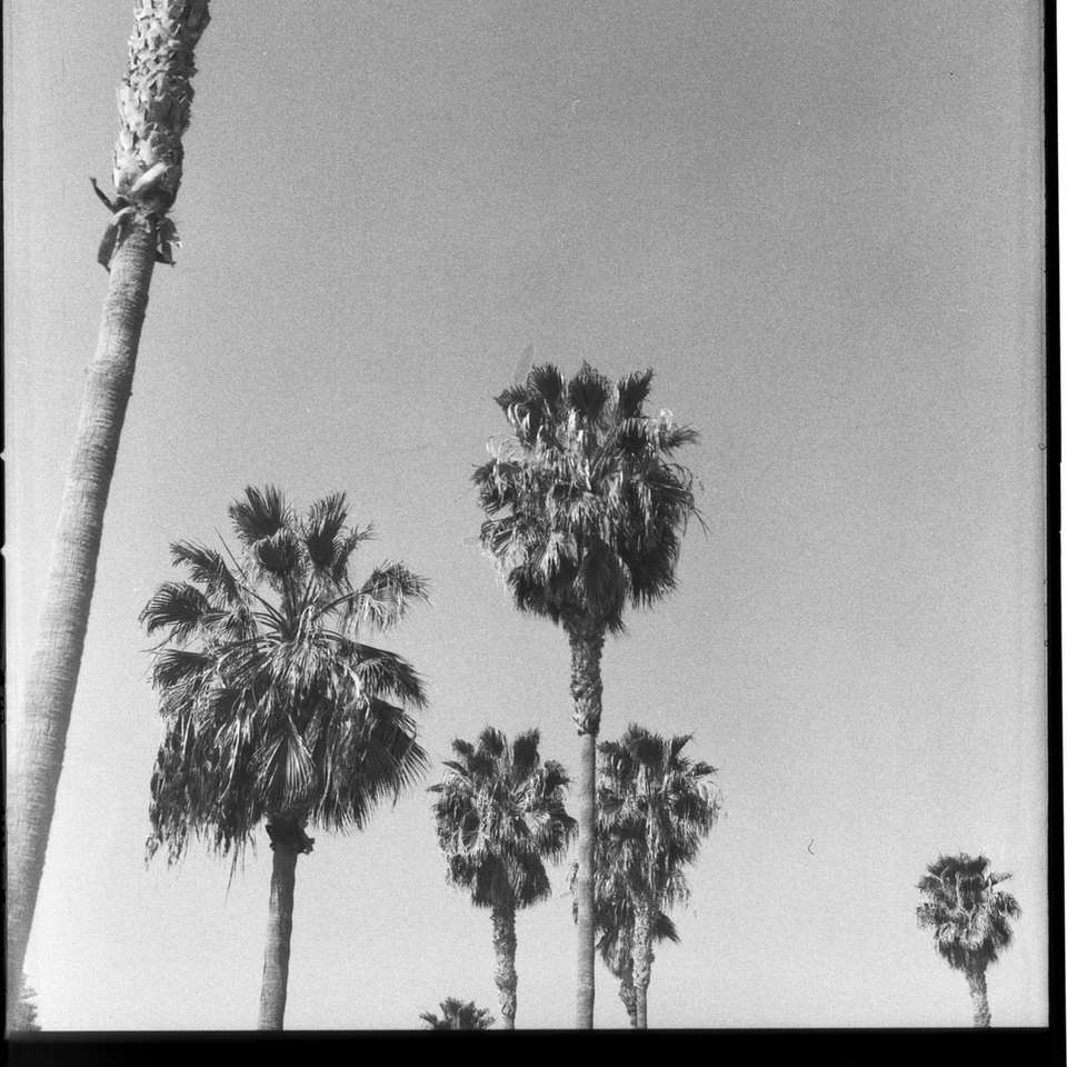 фотография пальмы в оттенках серого онлайн-пазл