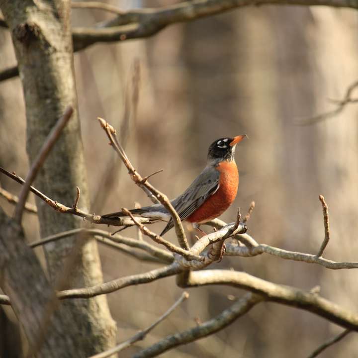 Κόκκινο και μαύρο πουλί σε κλάδο καφέ δέντρου συρόμενο παζλ online