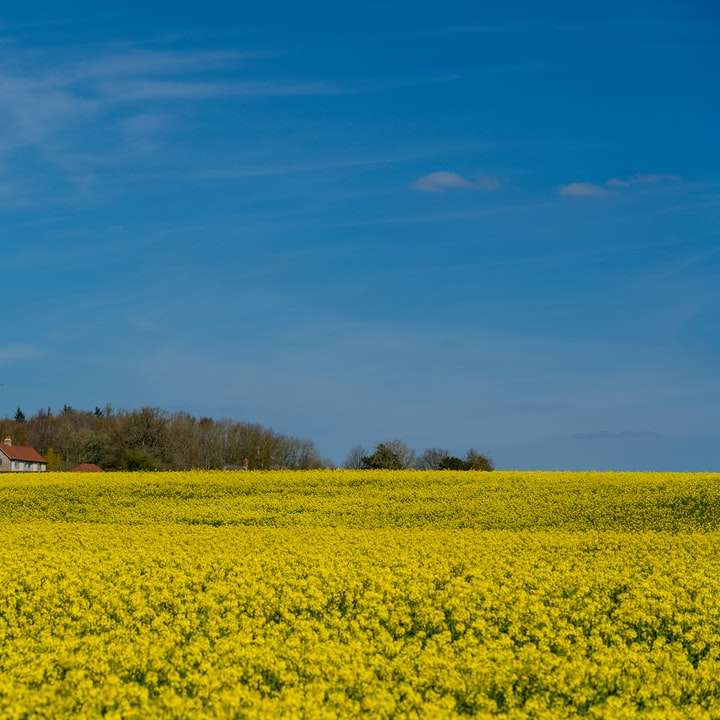Champ de fleurs jaune près de la maison brune sous le ciel bleu puzzle en ligne