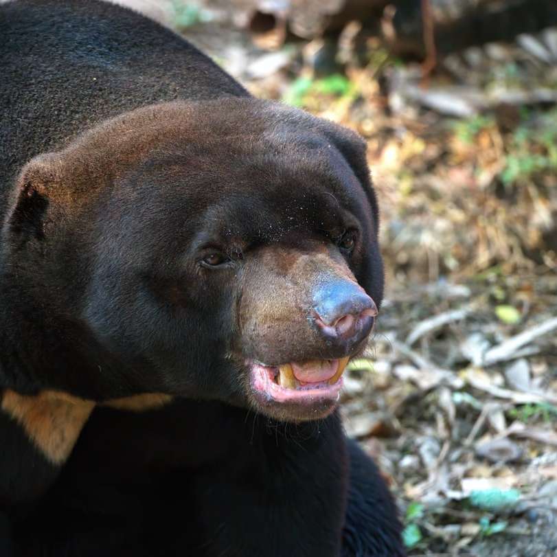 oso negro sobre suelo marrón durante el día puzzle deslizante online