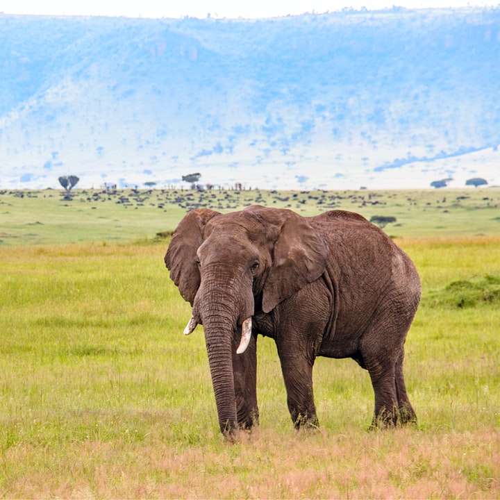 Słoń na zielonym polu trawy w ciągu dnia puzzle online