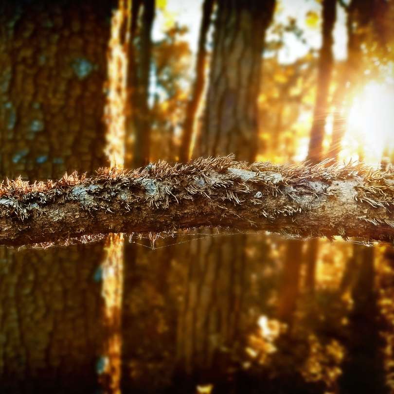 brązowy pień drzewa w soczewce z przesunięciem pochylenia puzzle przesuwne online