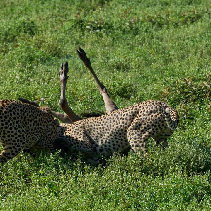 Cheetah sur le champ d'herbe verte pendant la journée puzzle en ligne
