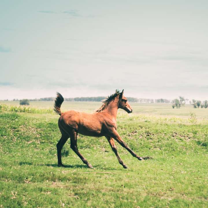 cavalo marrom em campo de grama verde durante o dia puzzle online