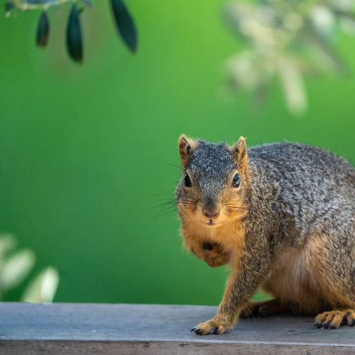 καφέ σκίουρος στο κλαδί δέντρου συρόμενο παζλ online