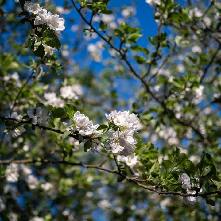 weiße Kirschblüte in der Nahaufnahmefotografie Schiebepuzzle online