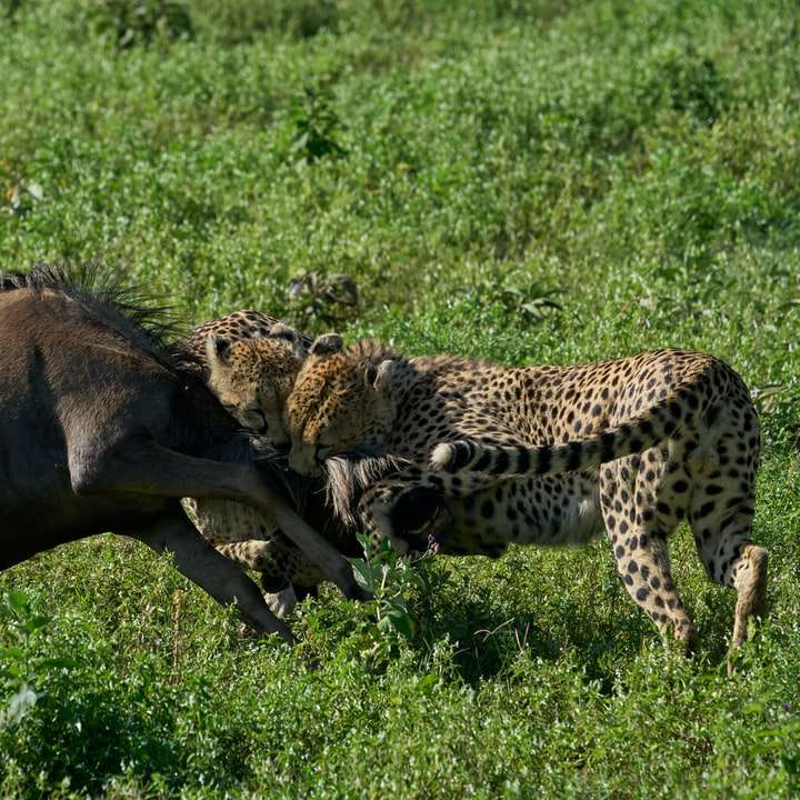 緑の芝生の上を歩く茶色と黒のチーター スライディングパズル・オンライン