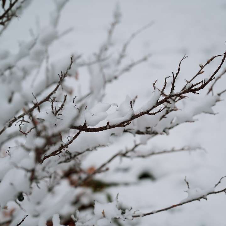 ramo di un albero marrone con neve bianca puzzle scorrevole online