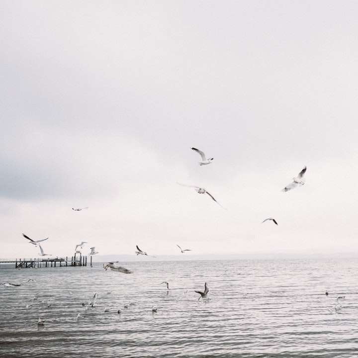 pájaros volando sobre el mar durante el día. puzzle deslizante online