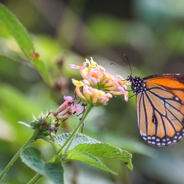 Monarkfjäril uppflugen på gul blomma Pussel online