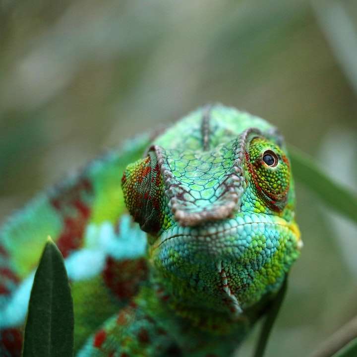 zelený chameleon na hnědé větvi stromu online puzzle