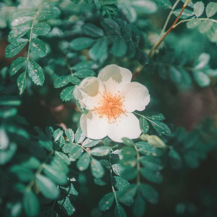 biały kwiat z zielonymi liśćmi puzzle przesuwne online