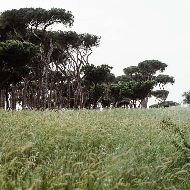 Campo de grama verde com árvores puzzle deslizante online
