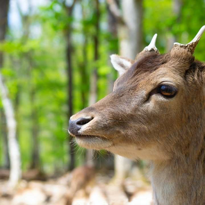 brun hjort i tilt shift -lins Pussel online