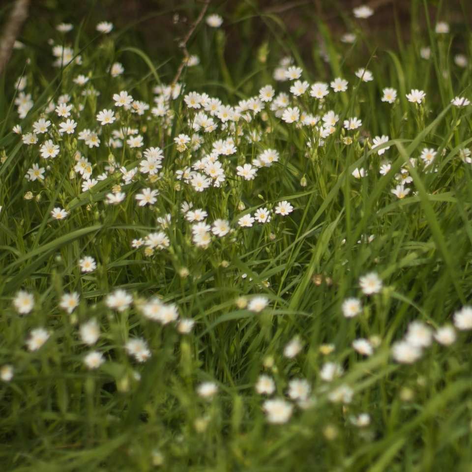 vita och gula blommor på grönt gräsfält Pussel online