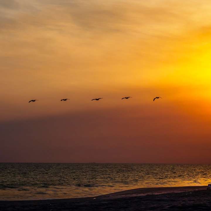 πουλιά που πετούν πάνω από τη θάλασσα κατά τη διάρκεια του ηλιοβασιλέματος online παζλ