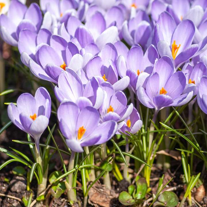 fioletowe krokusy kwitną w ciągu dnia puzzle przesuwne online