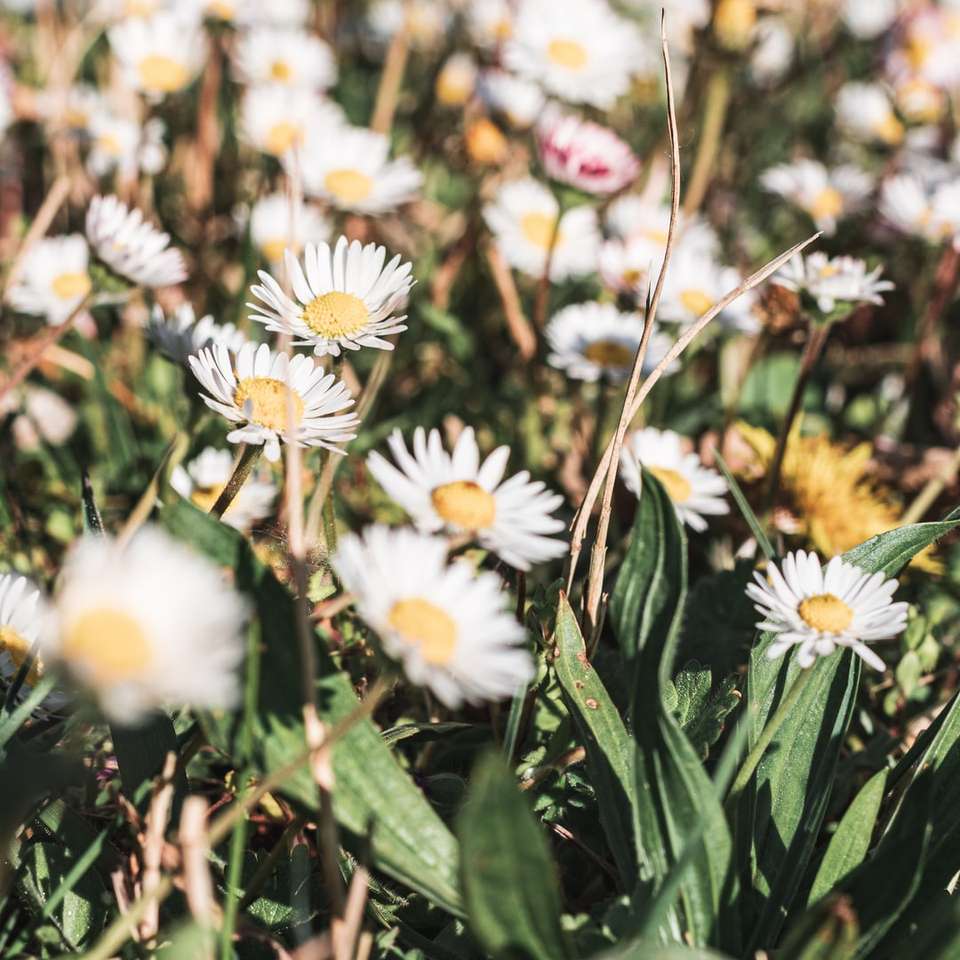 Flori albe și galbene în lentilă de schimb de înclinare alunecare puzzle online