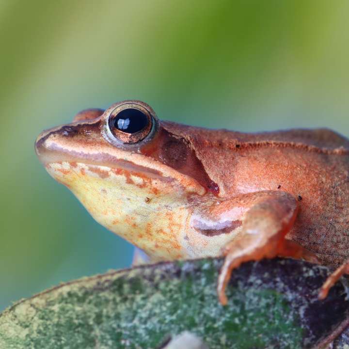brązowa żaba na zielonym mchu w fotografii z bliska puzzle przesuwne online