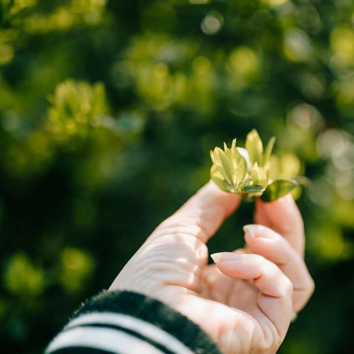 persona che tiene in mano un bocciolo di fiore verde puzzle online
