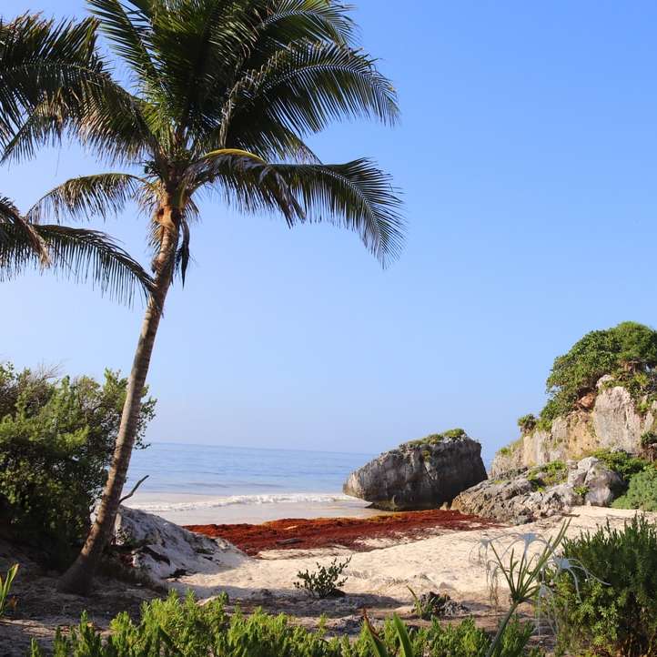 palmeira verde na areia marrom perto da massa de água puzzle online
