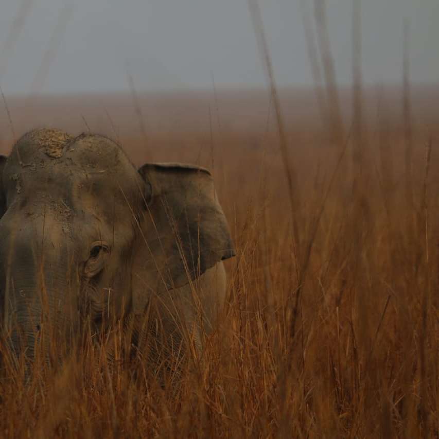 Elefant på Dhikala gräsmark Pussel online