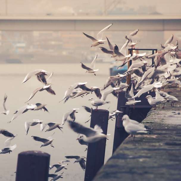 bandada de pájaros blancos volando sobre el mar durante el día puzzle deslizante online