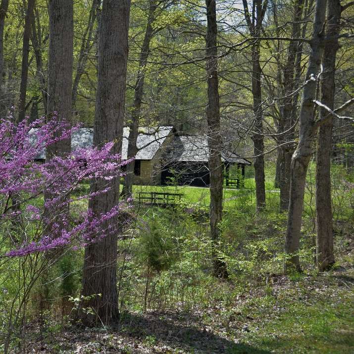 fioletowe liście drzew w pobliżu brązowego drewnianego domu w ciągu dnia puzzle przesuwne online