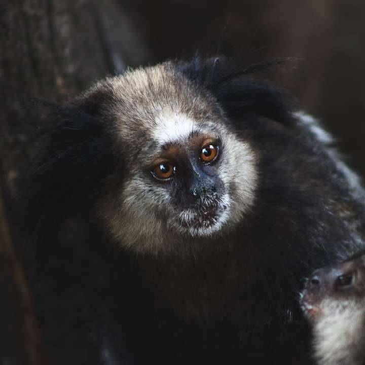 μαύρο και άσπρο πίθηκο σε καφέ κλαδί δέντρου κατά τη διάρκεια της ημέρας συρόμενο παζλ online