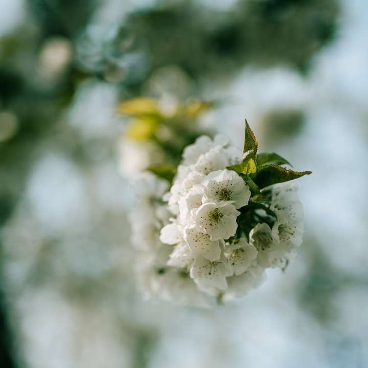 bílý květ v objektivu s posunem náklonu online puzzle