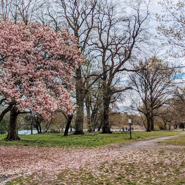 розови дървета от черешов цвят върху зелена трева плъзгащ се пъзел онлайн