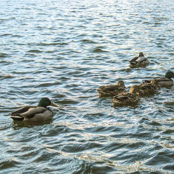 flock of duck on water during daytime online puzzle