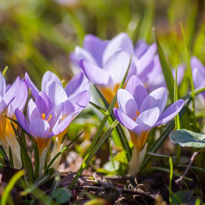 fiori di croco viola in fiore durante il giorno puzzle scorrevole online