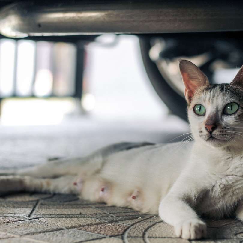 biało-brązowy kot leżący na brązowym materiale puzzle online