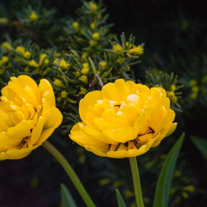 gul blomma i tilt shift lins Pussel online