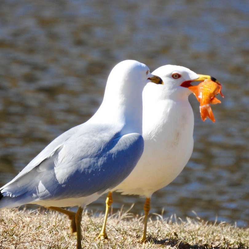 bílý pták na hnědé trávě během dne posuvné puzzle online