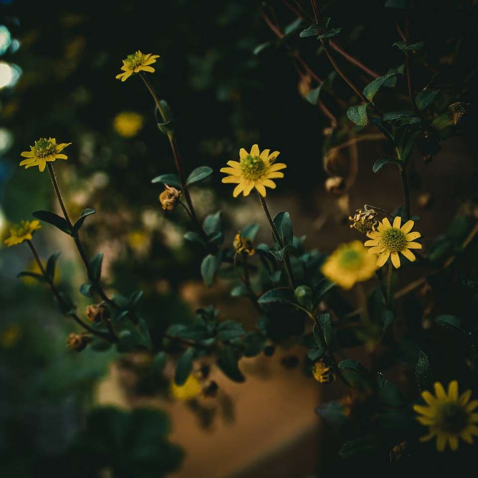 flori galbene cu frunze verzi alunecare puzzle online