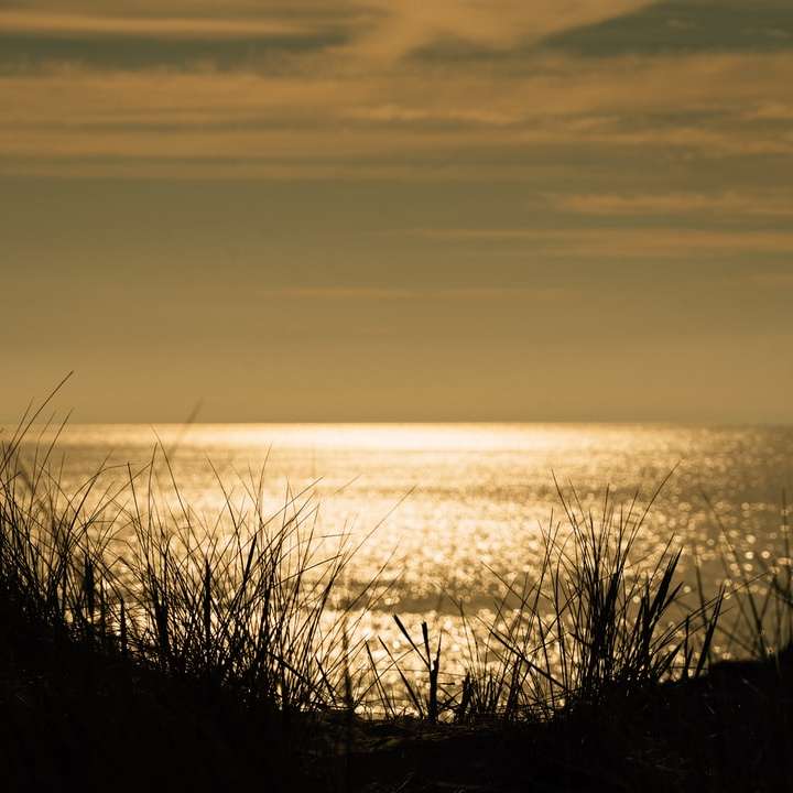 silueta de hierba cerca del cuerpo de agua durante la puesta de sol rompecabezas en línea