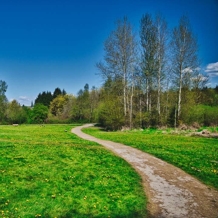 Campo de hierba verde con árboles bajo un cielo azul durante el día puzzle deslizante online