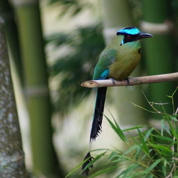 kék és zöld madár a barna faágon nappal online puzzle