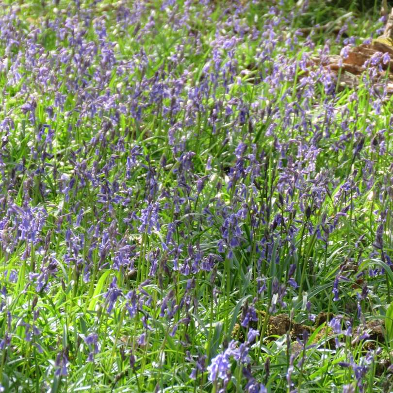 champ de fleurs violettes pendant la journée puzzle en ligne