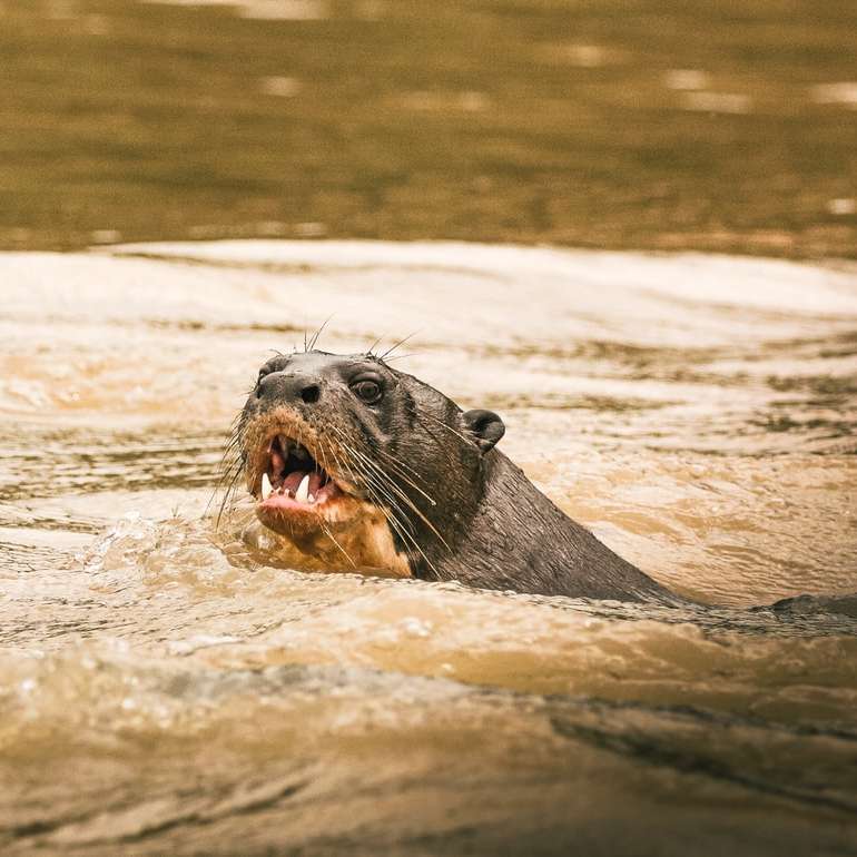 zeehond op water overdag online puzzel