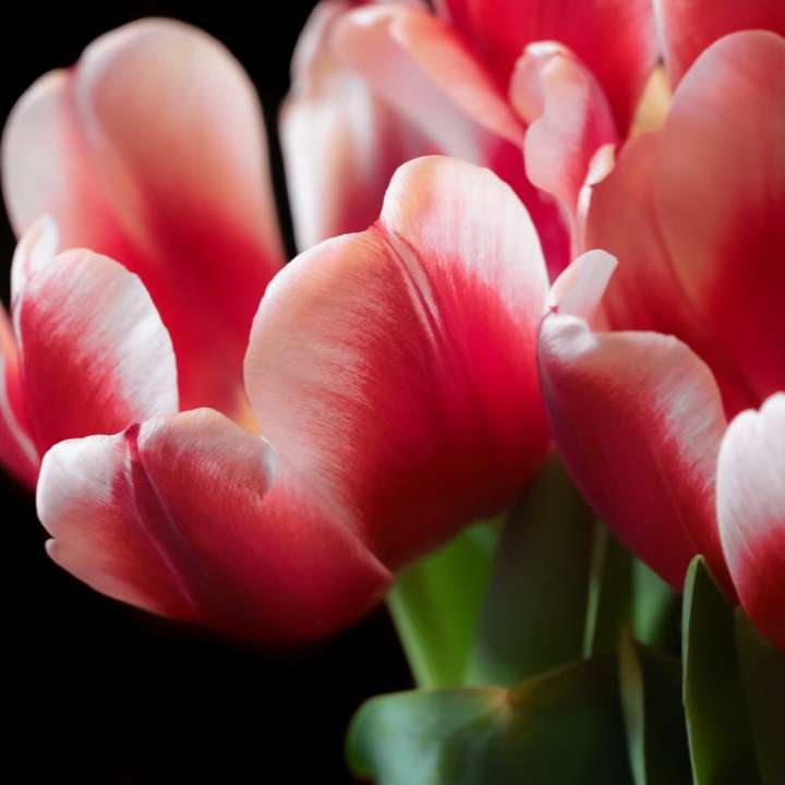 růžové tulipány na černém pozadí online puzzle