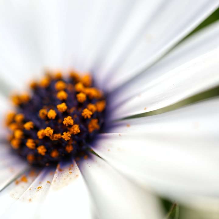 λευκό και κίτρινο λουλούδι μαργαρίτας online παζλ